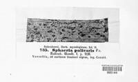 Fusarium roseum image